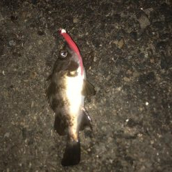 サイズはダウン中